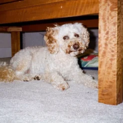 Flash Fujica Compact Film Camera With User Manual 24 Flash Fujica Compact Film Camera With User Manual -Camera Store 000030610014 13 scaled