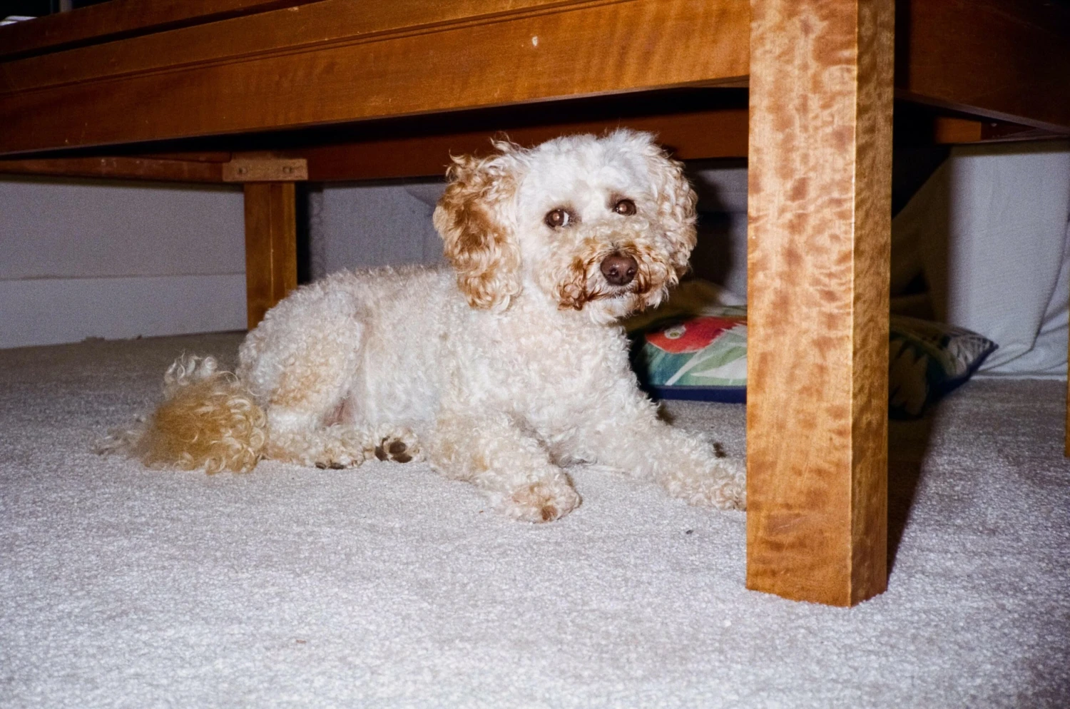 Flash Fujica Compact Film Camera With User Manual 12 Flash Fujica Compact Film Camera With User Manual - Image 10