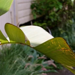 Nikon F-501 SLR Film Camera With Zoom Lens -Camera Store 000067480010 12 scaled