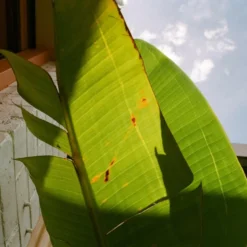 Nikon F-501 SLR Film Camera With Zoom Lens -Camera Store 000067480013 15 scaled