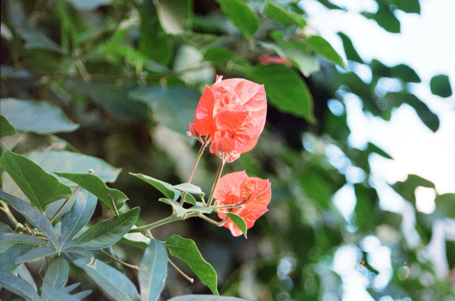 Nikon F80 Autofocus Film Camera With 35-70mm Zoom Lens 8 Nikon F80 Autofocus Film Camera With 35-70mm Zoom Lens - Image 6