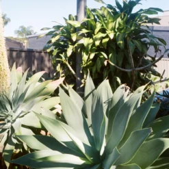 Fujica Compact 35 Film Camera -Camera Store 000070670015 scaled