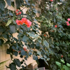 Flash Fujica Compact Film Camera With User Manual 27 Flash Fujica Compact Film Camera With User Manual -Camera Store 000105800004 1 scaled