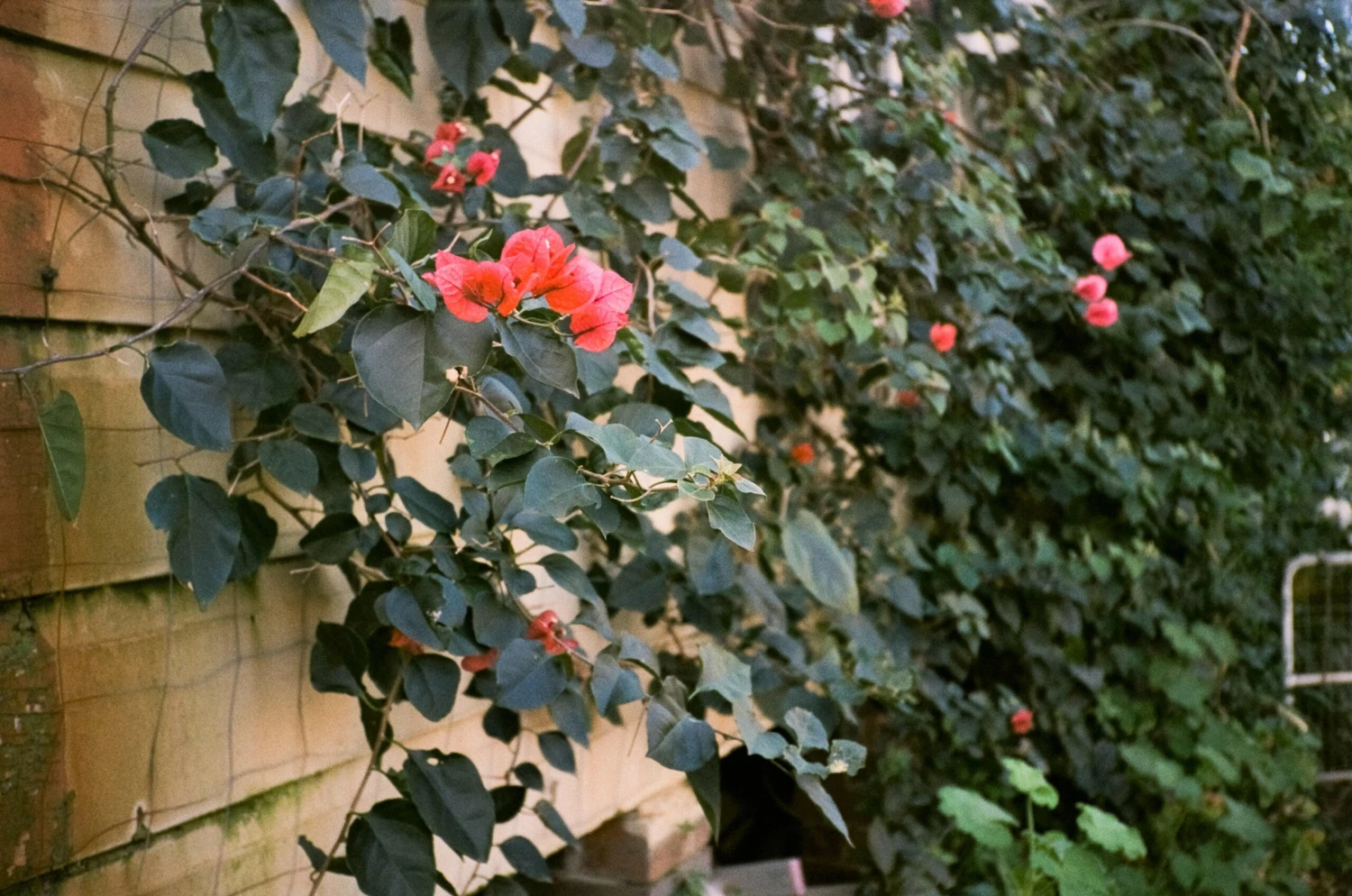 Flash Fujica Compact Film Camera With User Manual 15 Flash Fujica Compact Film Camera With User Manual - Image 13