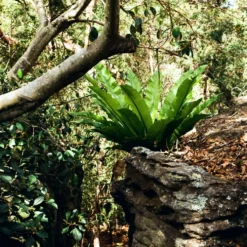 Canon FTb SLR Film Camera -Camera Store 000111330007 27A scaled