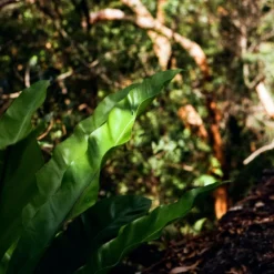 Canon FTb SLR Film Camera -Camera Store 000111330008 28A scaled