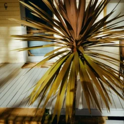 Canon Datelux A35 Film Camera Gift Set -Camera Store 010018030015 15A scaled