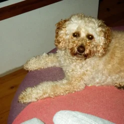 Pentax Espio 140M Point-and-shoot Camera Gift Set -Camera Store 020204510024 scaled