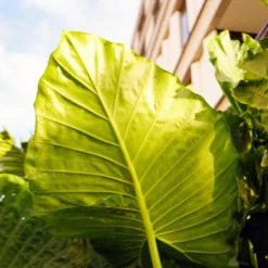 FILM TESTED Minox 35 GT Film Camera -Camera Store 03008284 13 C scaled