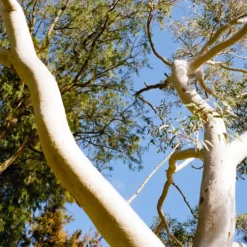 FILM TESTED Minox 35 GT Film Camera -Camera Store 03008284 19 C scaled