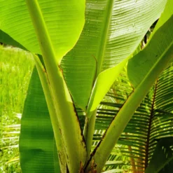 Canonet QL17 GIII Rangefinder Camera -Camera Store 04001053 37 C scaled